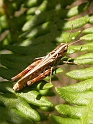 Heath grasshopper